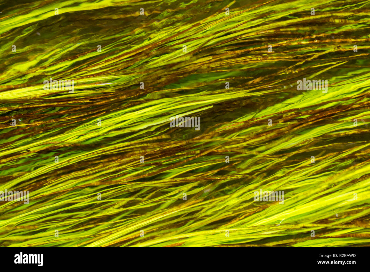 Water weed close up in a shallow stream in Dorset, West Wales, UK Stock Photo