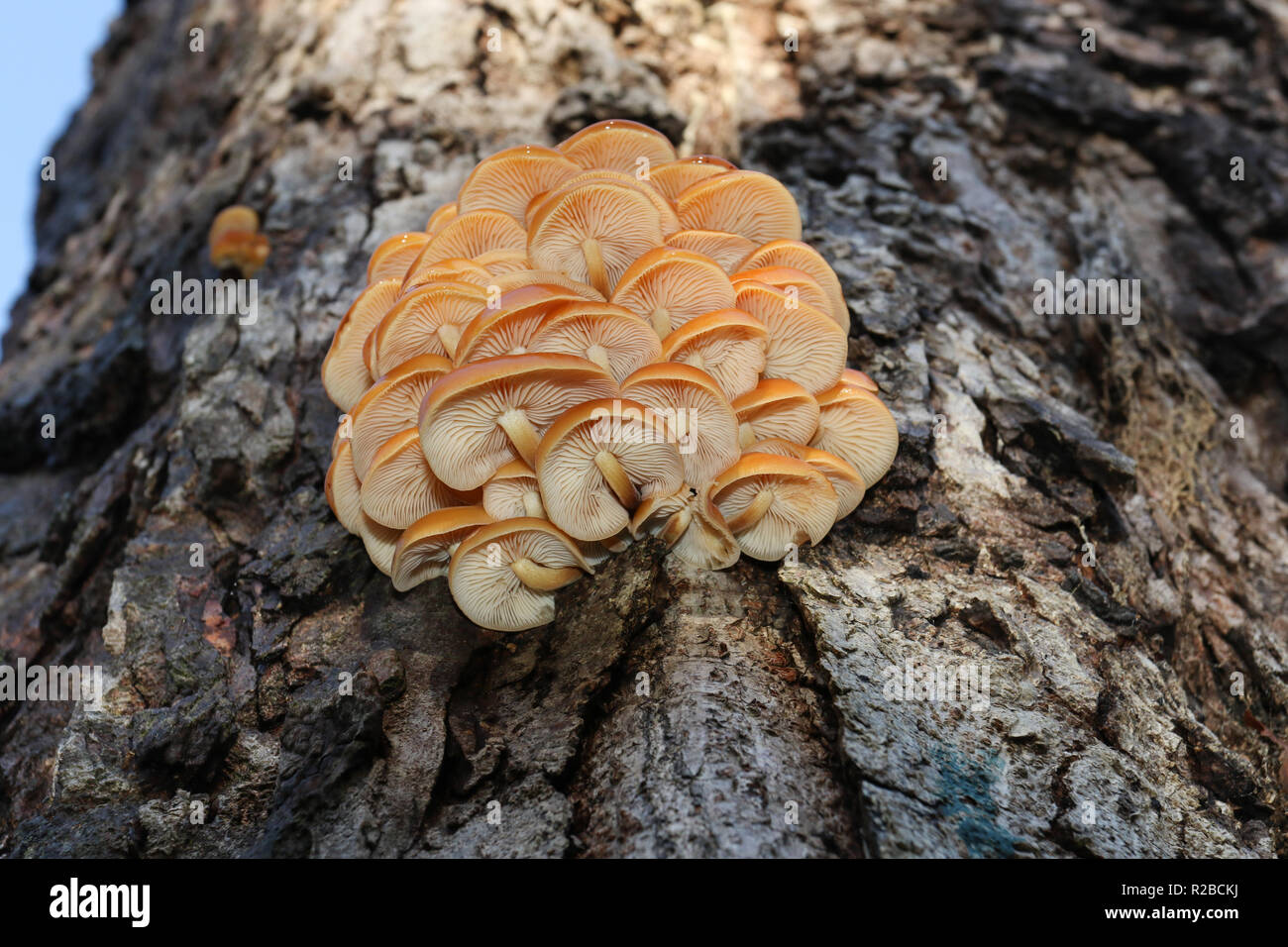 A beautiful cluster of Velvet-shank mushroom (Flammulina velutipes)  growing from a decaying horse chestnut tree trunk in woodland in the UK. Stock Photo