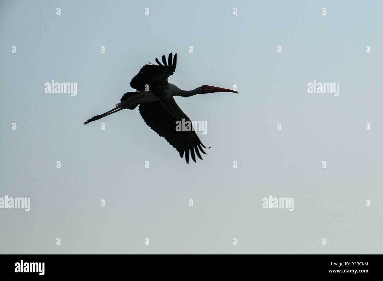 Painded stork in Keoladeo National Park Stock Photo