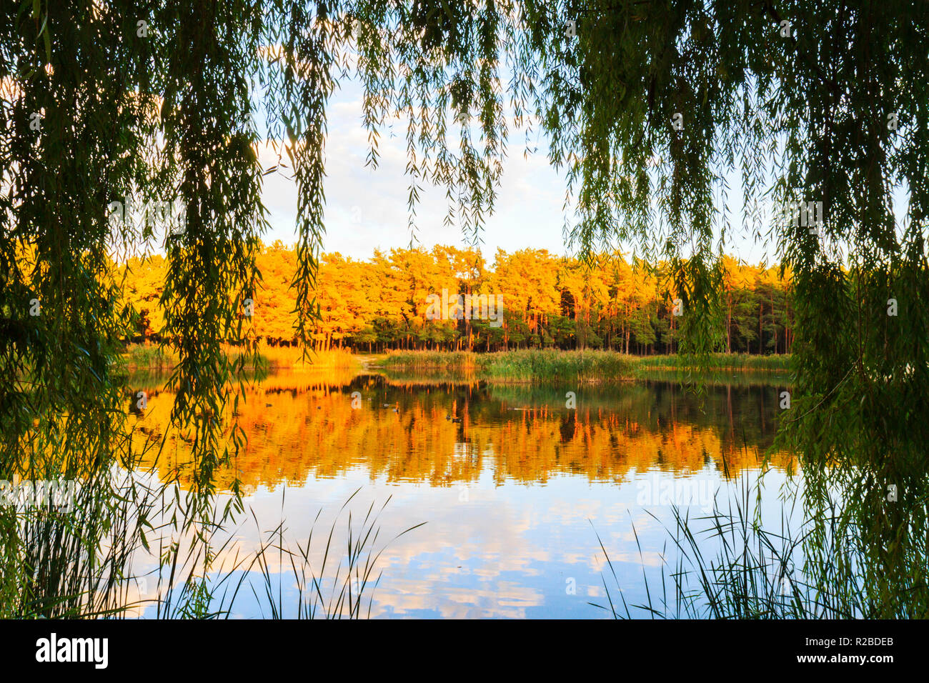 forest lake illuminated by the setting sun Stock Photo