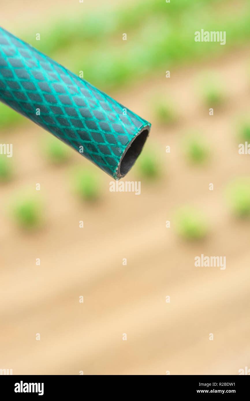 Braided PVC garden hosepipe against dry vegetable garden, veggie patch