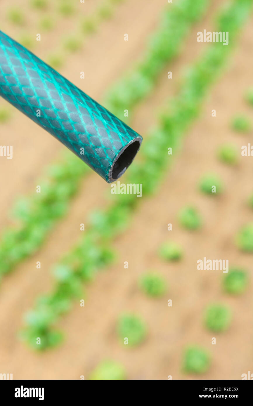 Braided PVC garden hosepipe against dry vegetable garden, veggie patch