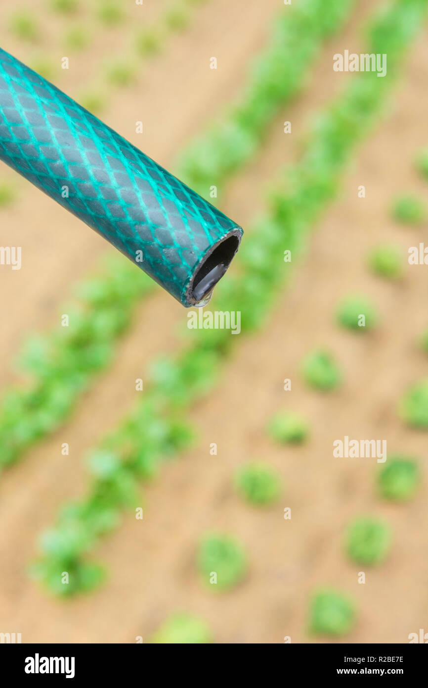 Braided PVC garden hosepipe against dry vegetable garden, veggie patch