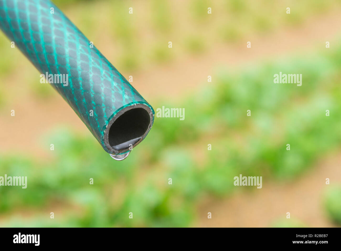 Braided PVC garden hosepipe against dry vegetable garden, veggie patch