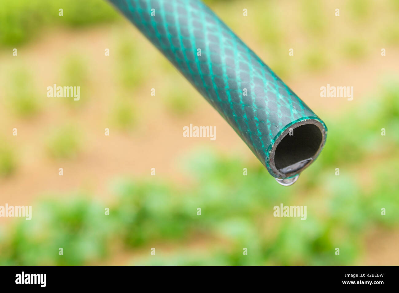 Braided PVC garden hosepipe against dry vegetable garden, veggie patch