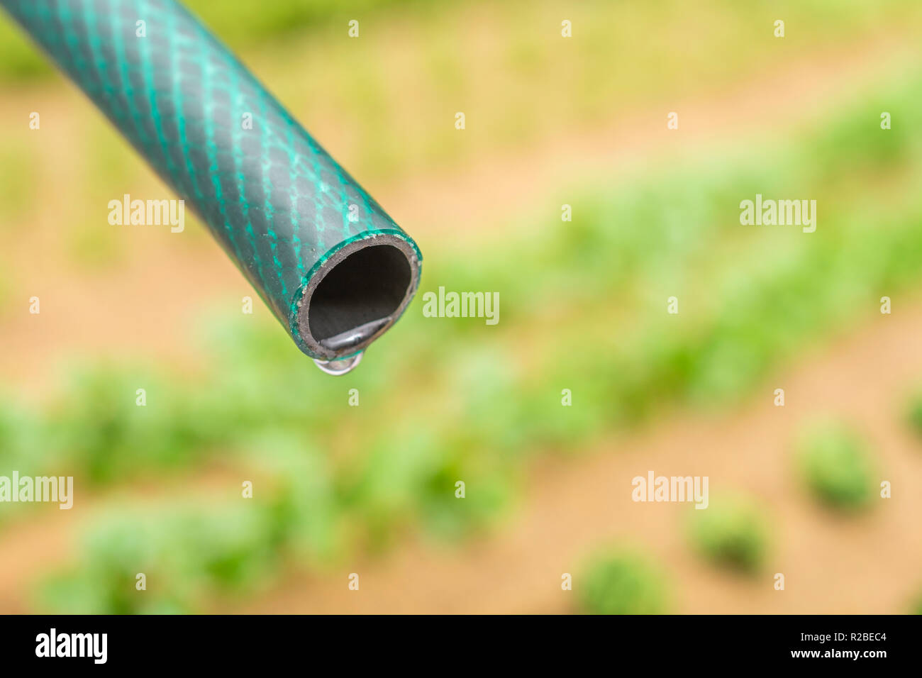 Braided PVC garden hosepipe against dry vegetable garden, veggie patch