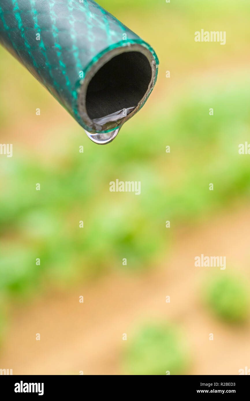 Braided PVC garden hosepipe against dry vegetable garden, veggie patch