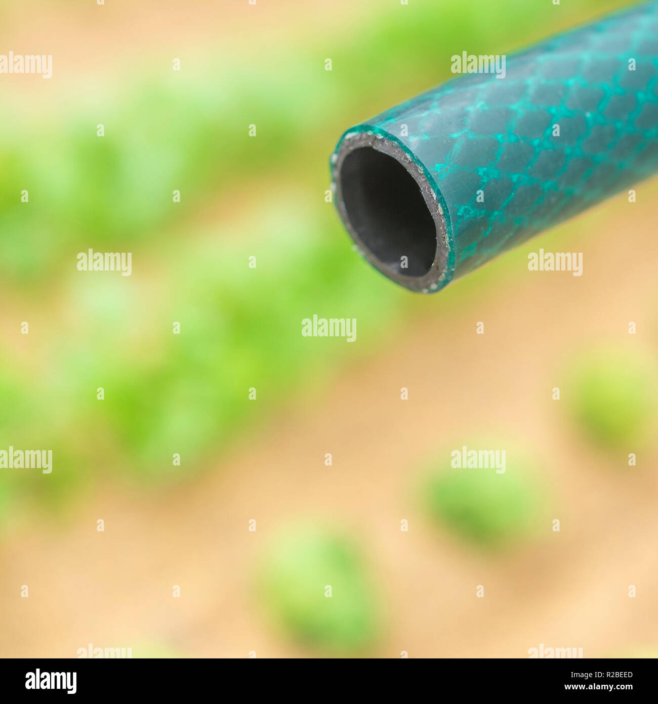 Braided PVC garden hosepipe against dry vegetable garden, veggie patch