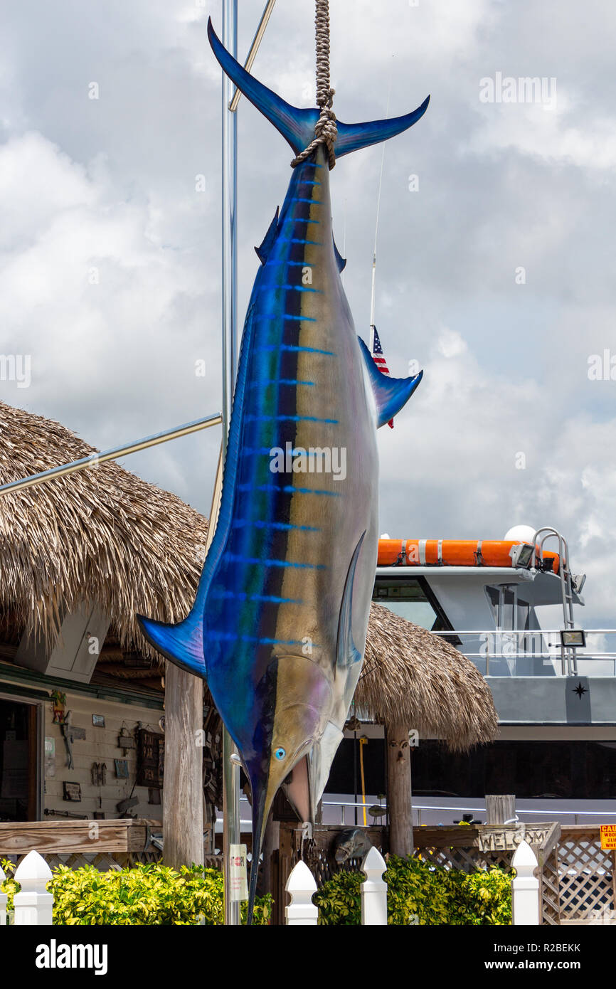 Replica of an Atlantic blue marlin fish (Makaira nigricans) - Dania Beach, Florida, USA Stock Photo