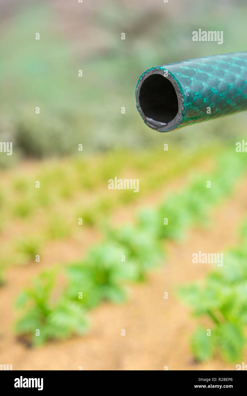 Braided PVC garden hosepipe against dry vegetable garden, veggie patch