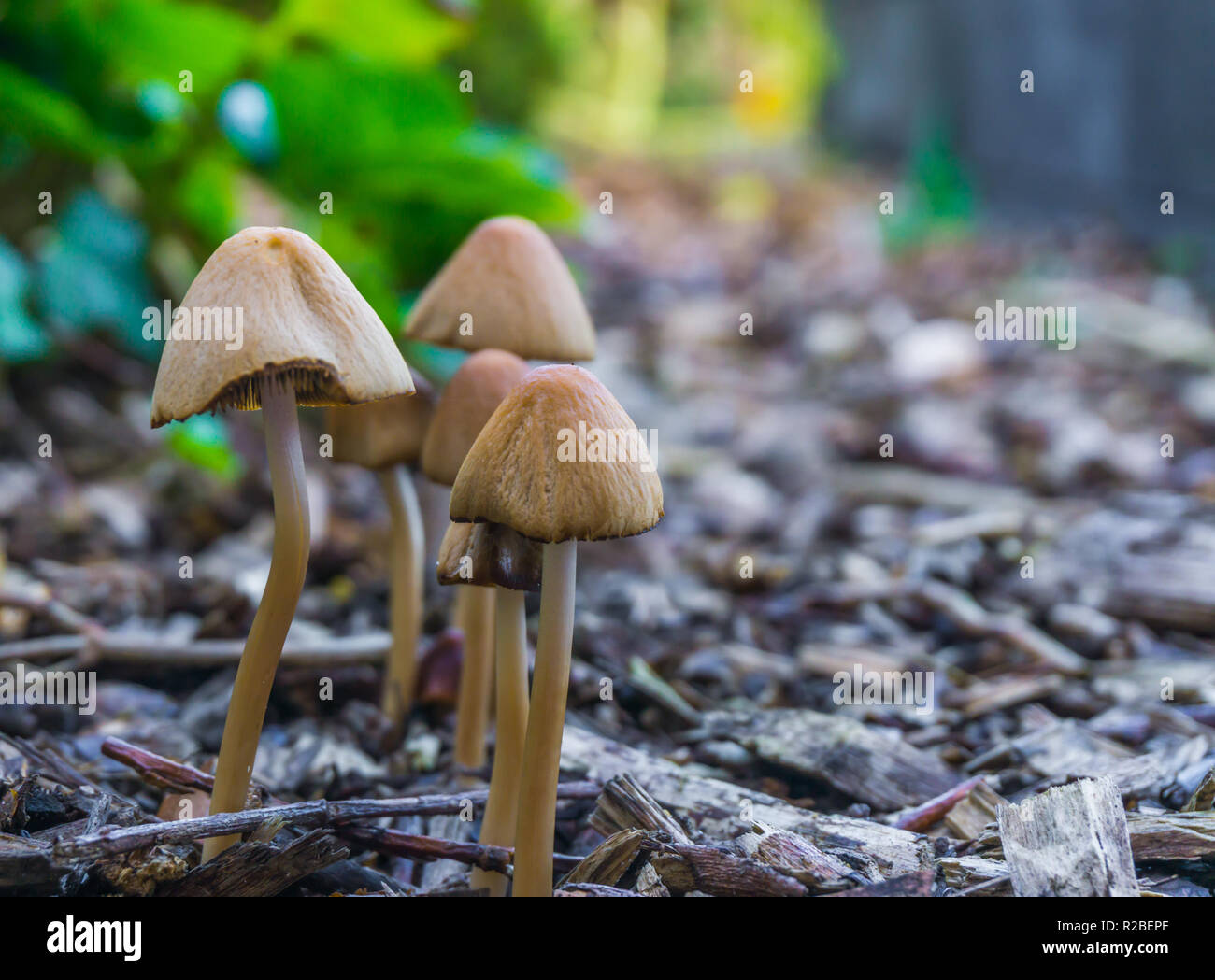 autumn season group of white dunce cap mushrooms with bell shaped caps growing together in some wood chips Stock Photo
