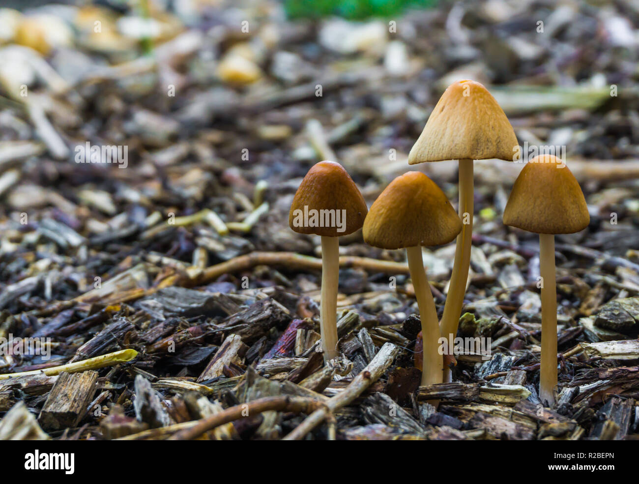 group of white dunce cap mushrooms with bell-shaped caps growing in the forest natural autumn season background Stock Photo