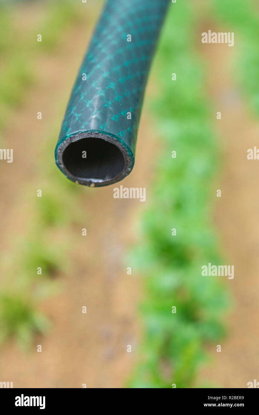 Braided PVC garden hosepipe against dry vegetable garden, veggie patch