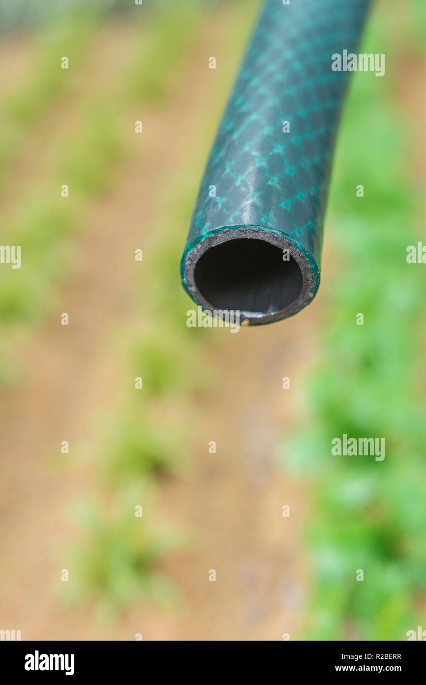 Braided PVC garden hosepipe against dry vegetable garden, veggie patch