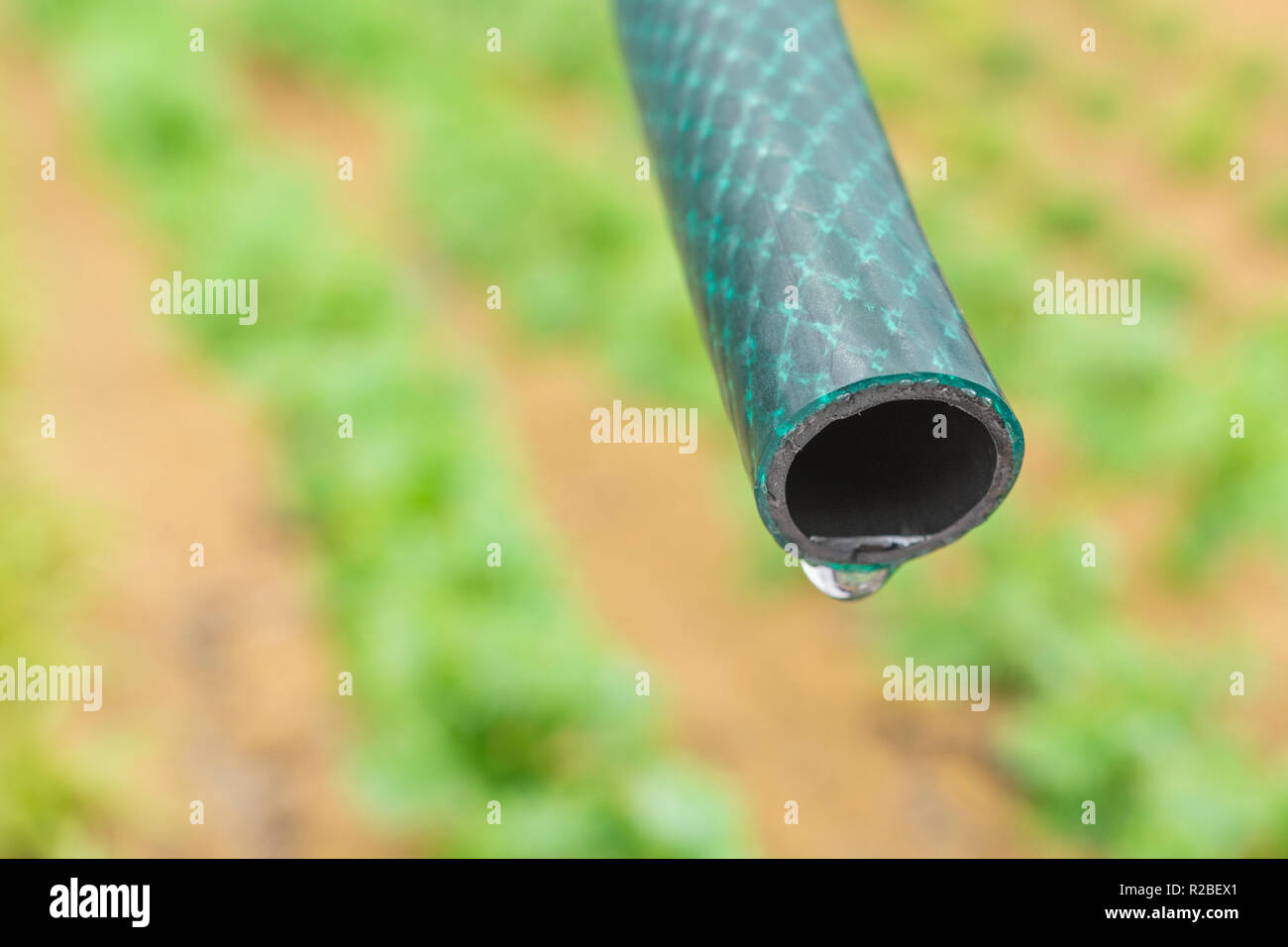 Braided PVC garden hosepipe against dry vegetable garden, veggie patch