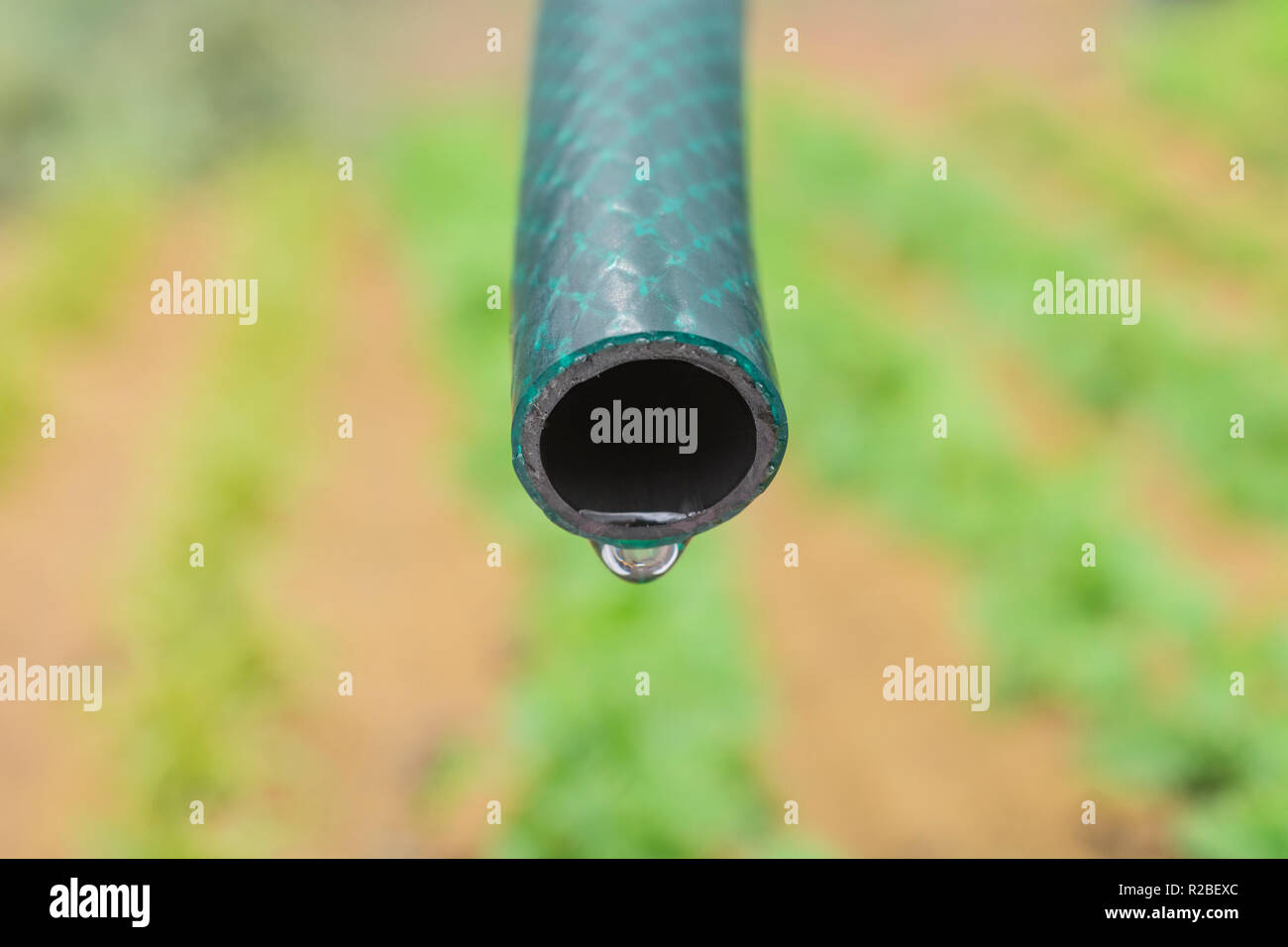 Braided PVC garden hosepipe against dry vegetable garden, veggie patch