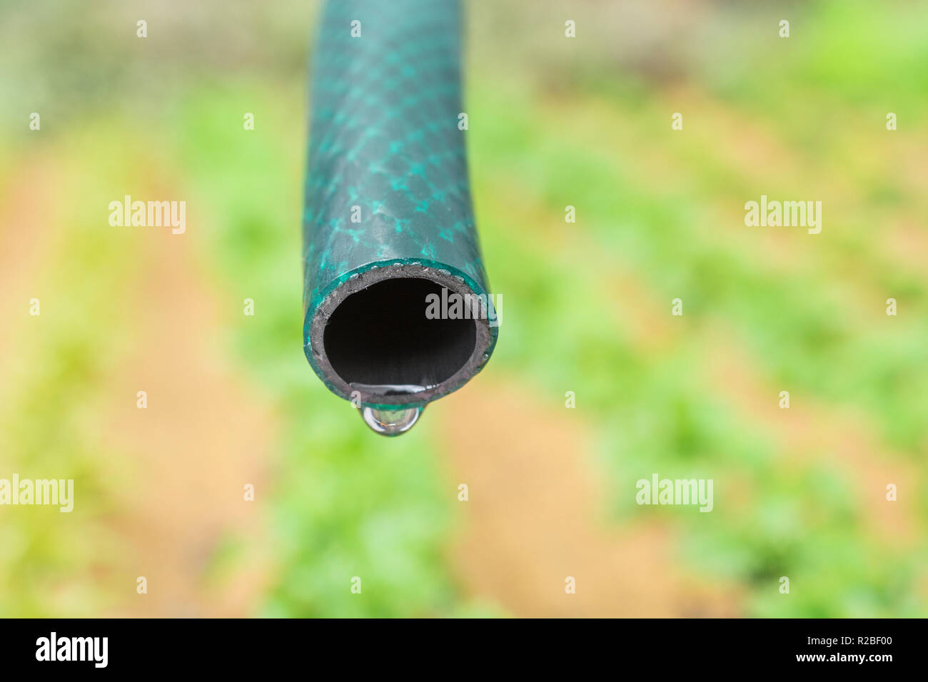 Braided PVC garden hosepipe against dry vegetable garden, veggie patch