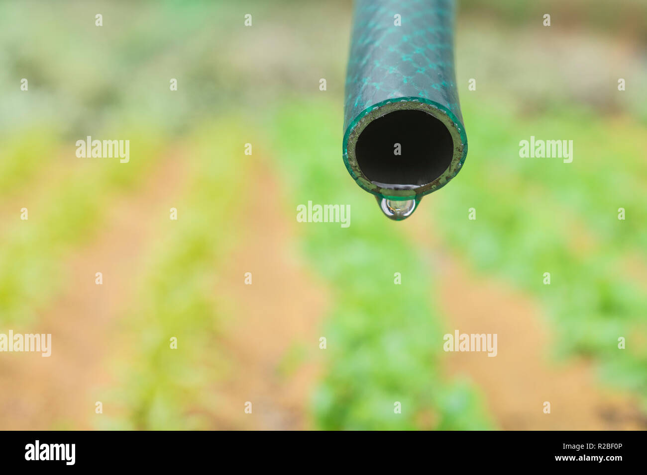 Braided PVC garden hosepipe against dry vegetable garden, veggie patch