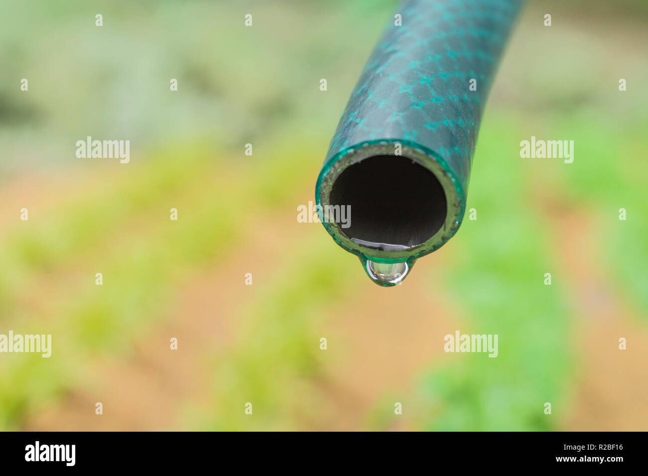 Braided PVC garden hosepipe against dry vegetable garden, veggie patch