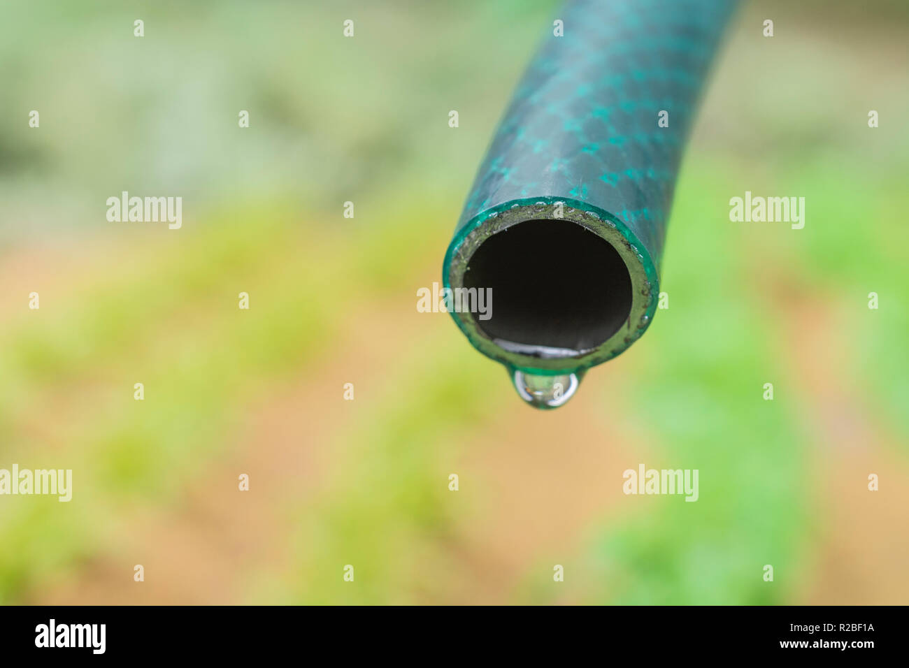 Braided PVC garden hosepipe against dry vegetable garden, veggie patch