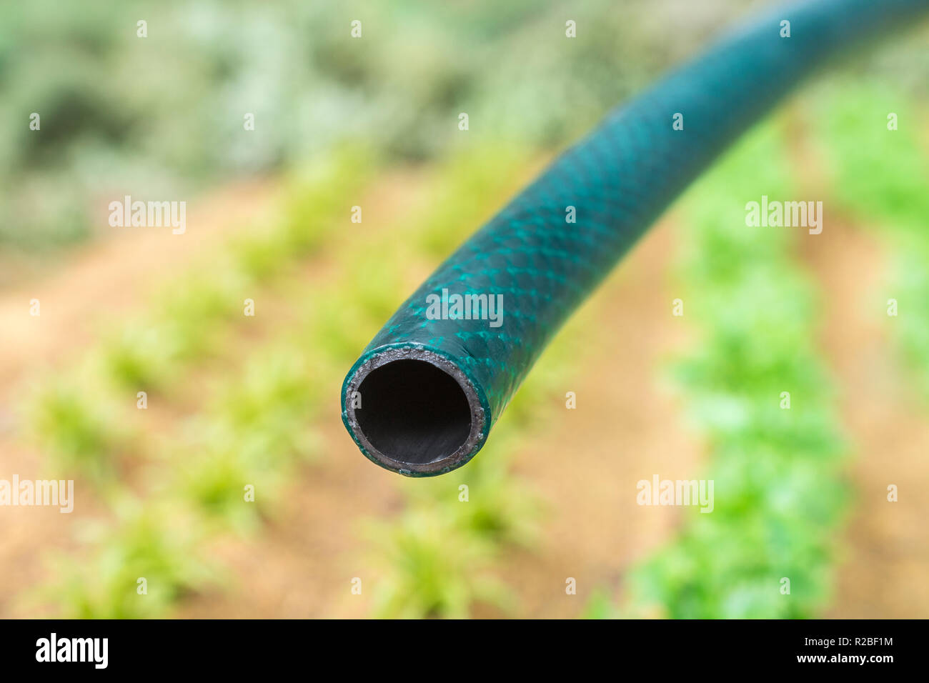 Braided PVC garden hosepipe against dry vegetable garden, veggie patch