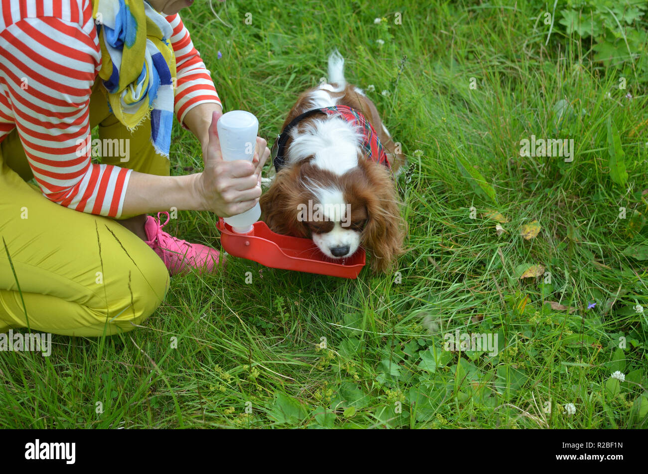 cavalier king charles spaniel drinking lots of water