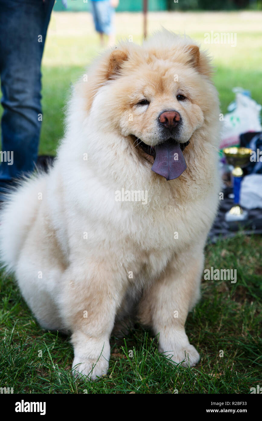 close up on chow chow dog and the blue tongue Stock Photo - Alamy