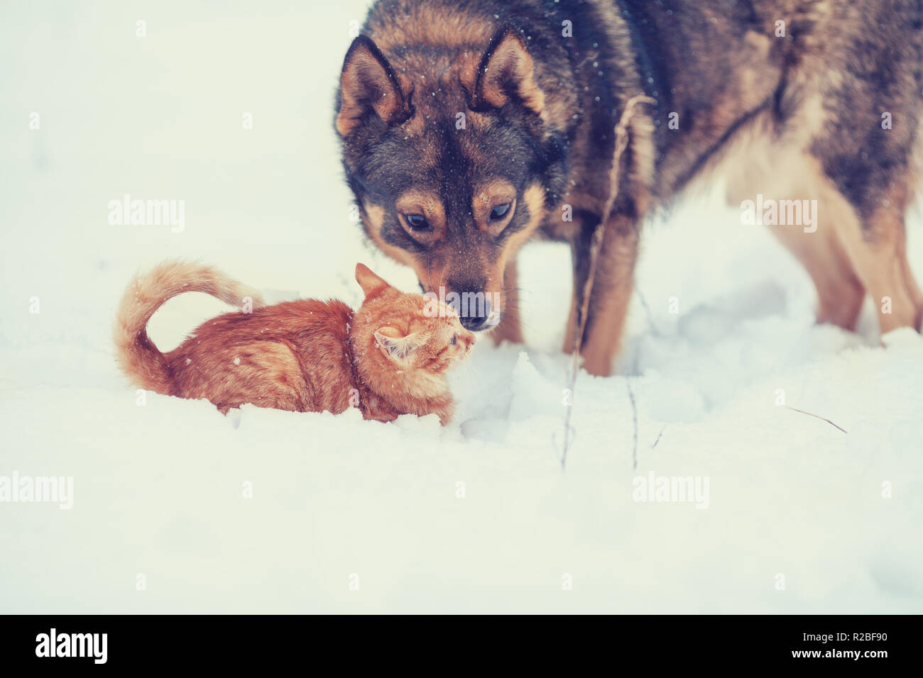Red cat and big dog playing together in the snow Stock Photo