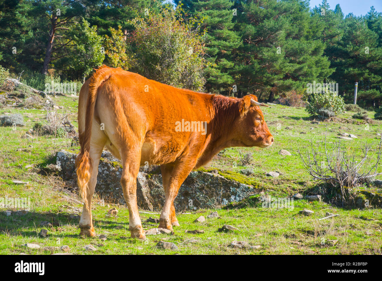 Cow. Stock Photo