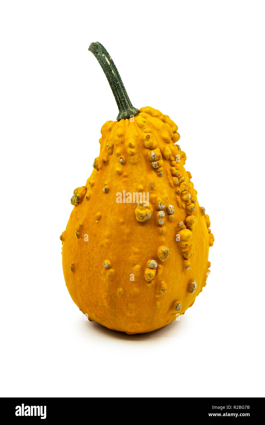 Colorful orange ornamental gourd with warty rind covered in nodules giving an interesting texture over a white background with copy space. Stock Photo