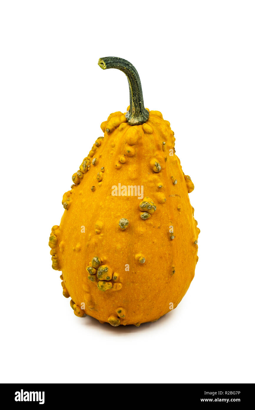 Decorative warty orange ornamental gourd covered in nodules with a stalk viewed close up to the side on white symbolic of autumn. Stock Photo