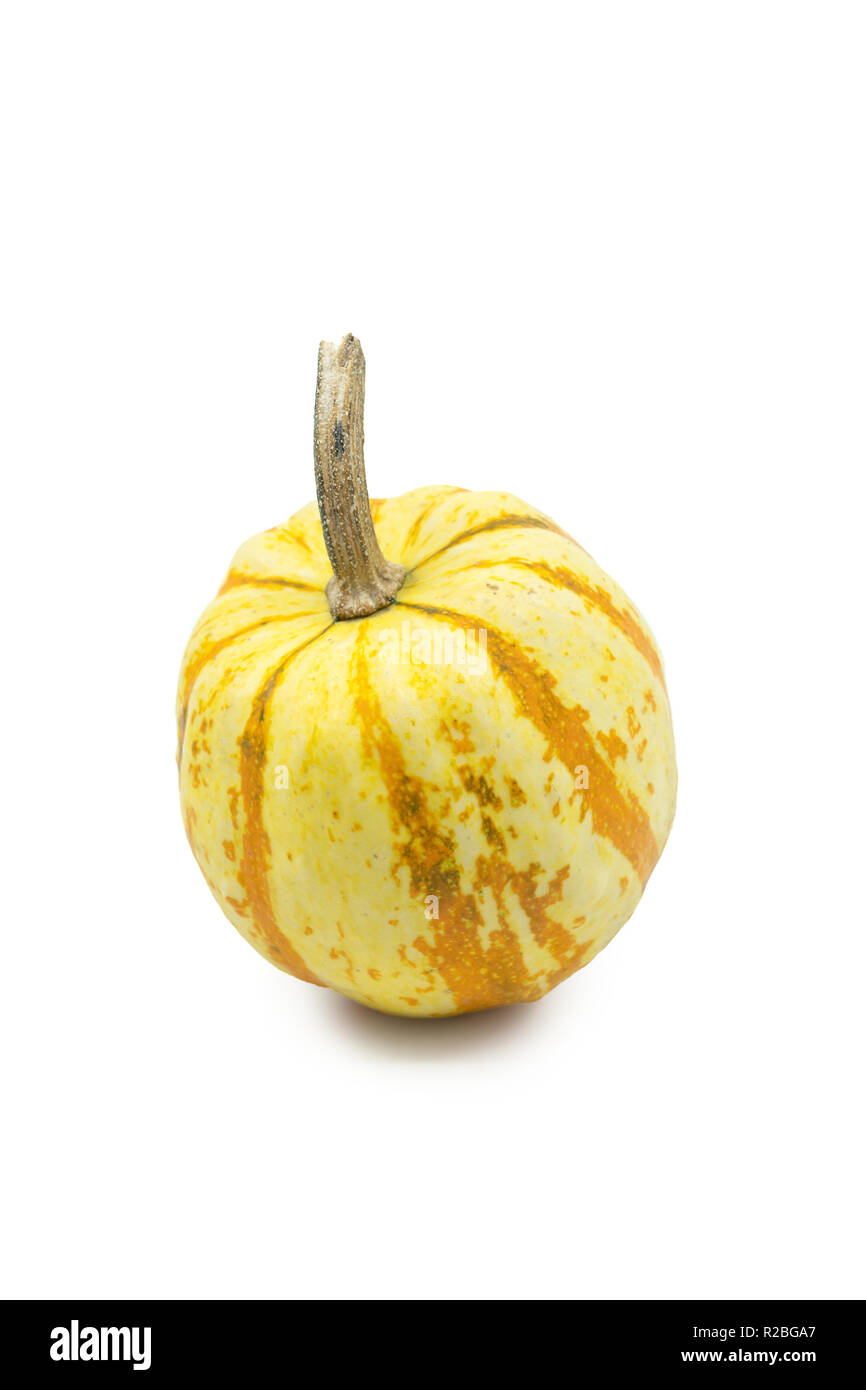 Ornamental orange and white autumn gourd or pumpkin with a segmented speckled rind on white with copy space and shadow. Stock Photo