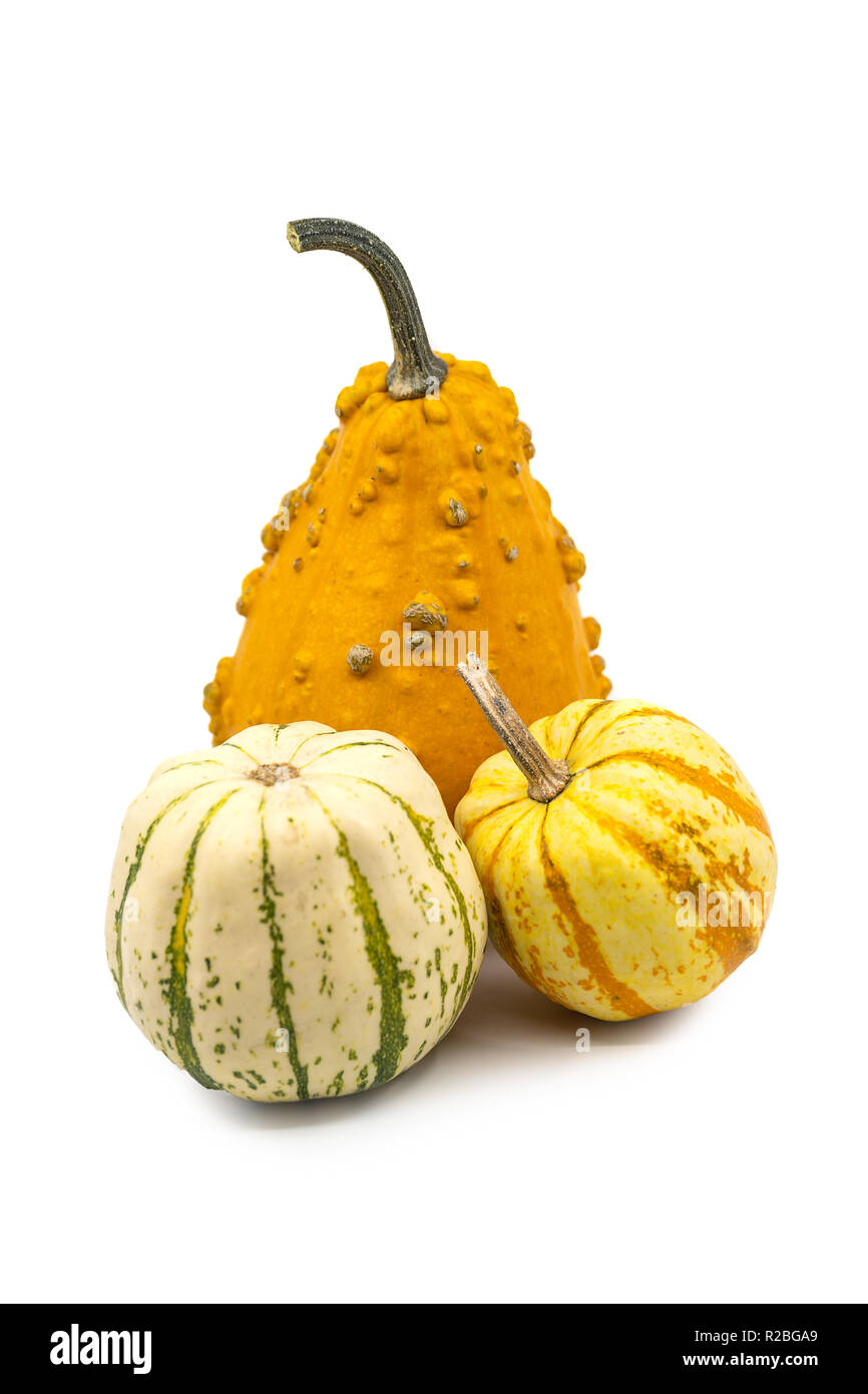 Three assorted ornamental gourds or pumpkins symbolic of the autumn season and Thanksgiving on a white background with copy space. Stock Photo