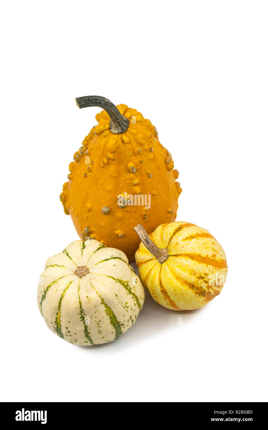 Three fresh ornamental autumn Cucurbita gourds or pumpkin with assorted shapes and colors viewed high angle on white with copy space symbolic of autum Stock Photo