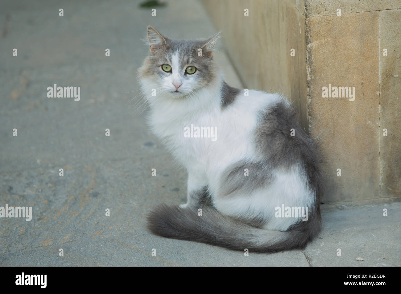 Black And White Cats Maine Coon Cat White Black Hairy Cat