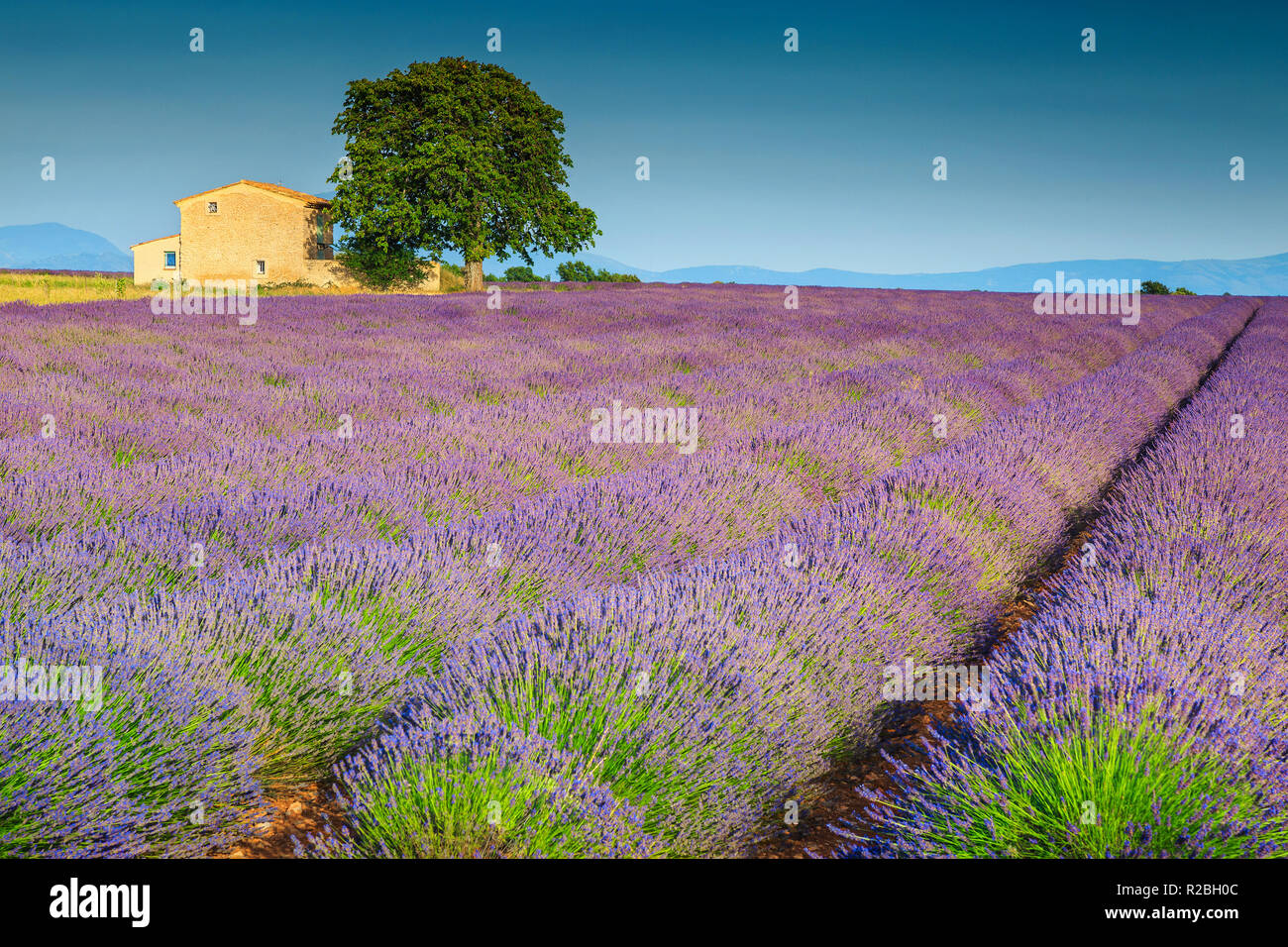 Amazing violet lavender fields and old stone house, near Valensole ...