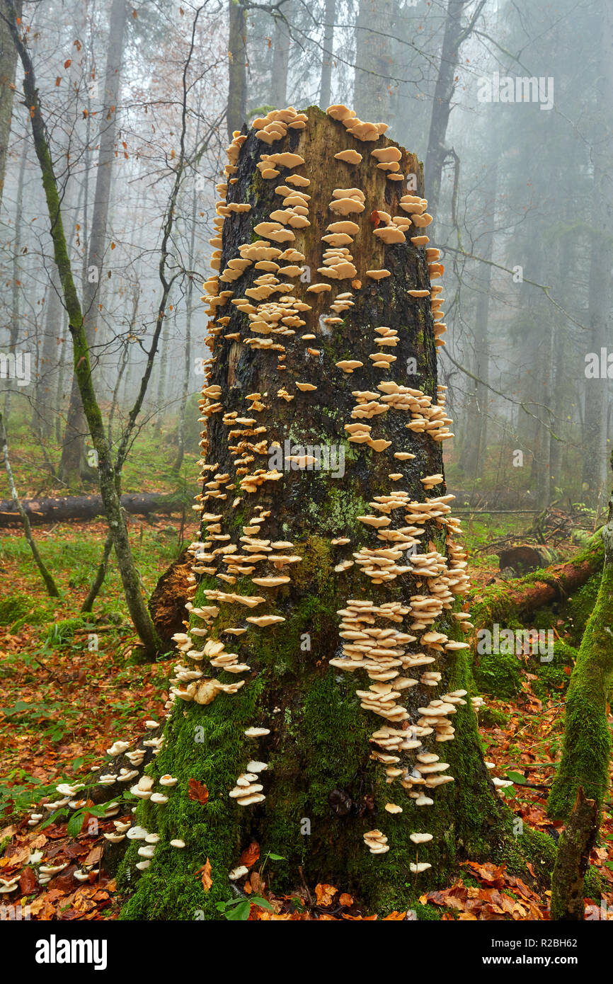 White edible parasite mushrooms growing on tree bark Stock Photo