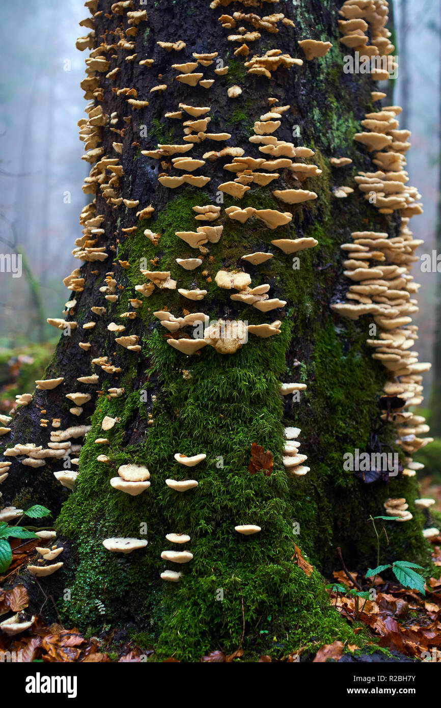 White edible parasite mushrooms growing on tree bark Stock Photo