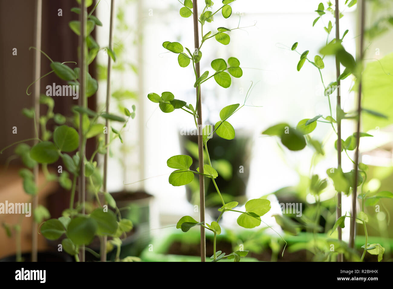 Rural lifestyle closeup of a homegrown potted snow peas vegetable plant with organic, delicate green leaves climbing upwards on a planting stick Stock Photo