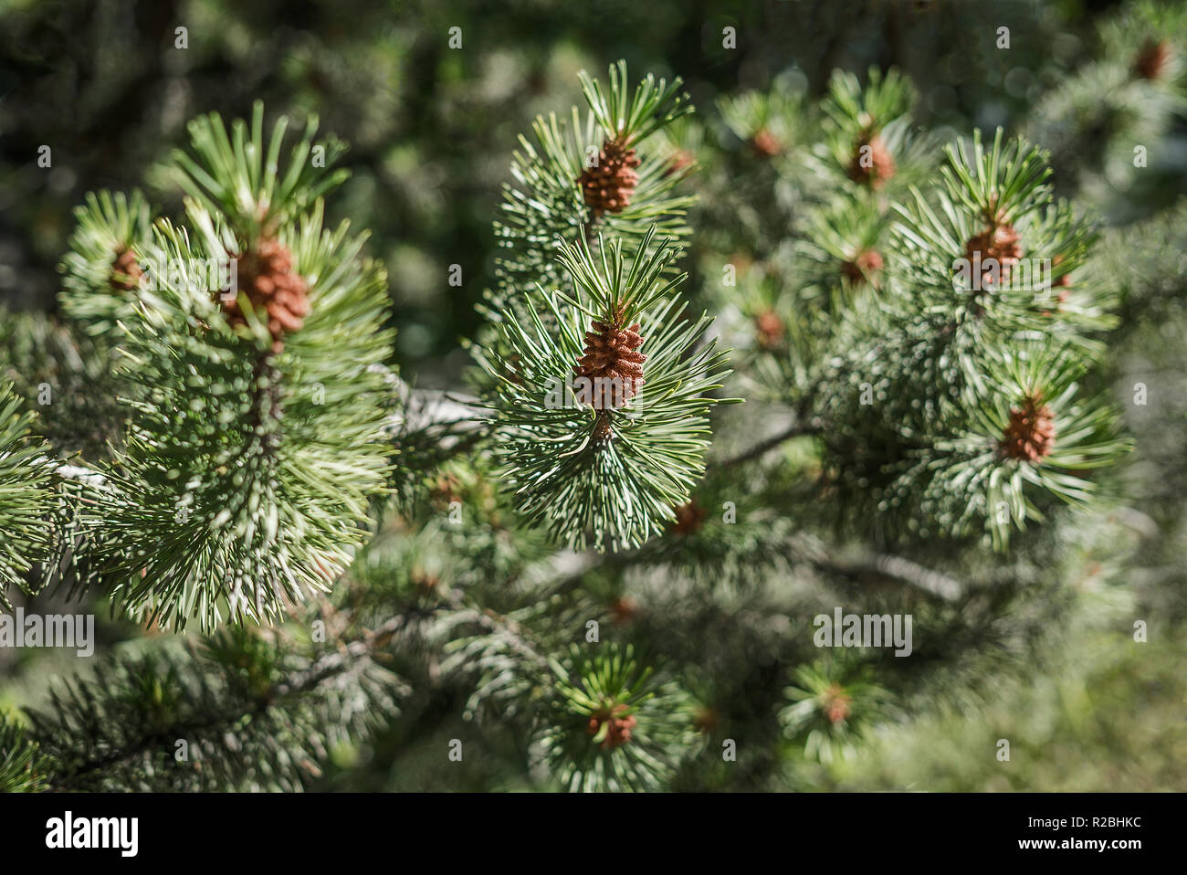 Closeup of a fresh smelling fir tree branches in the woods springtime in sunlight with green prickly needles and new brown cone buds on the tip Stock Photo