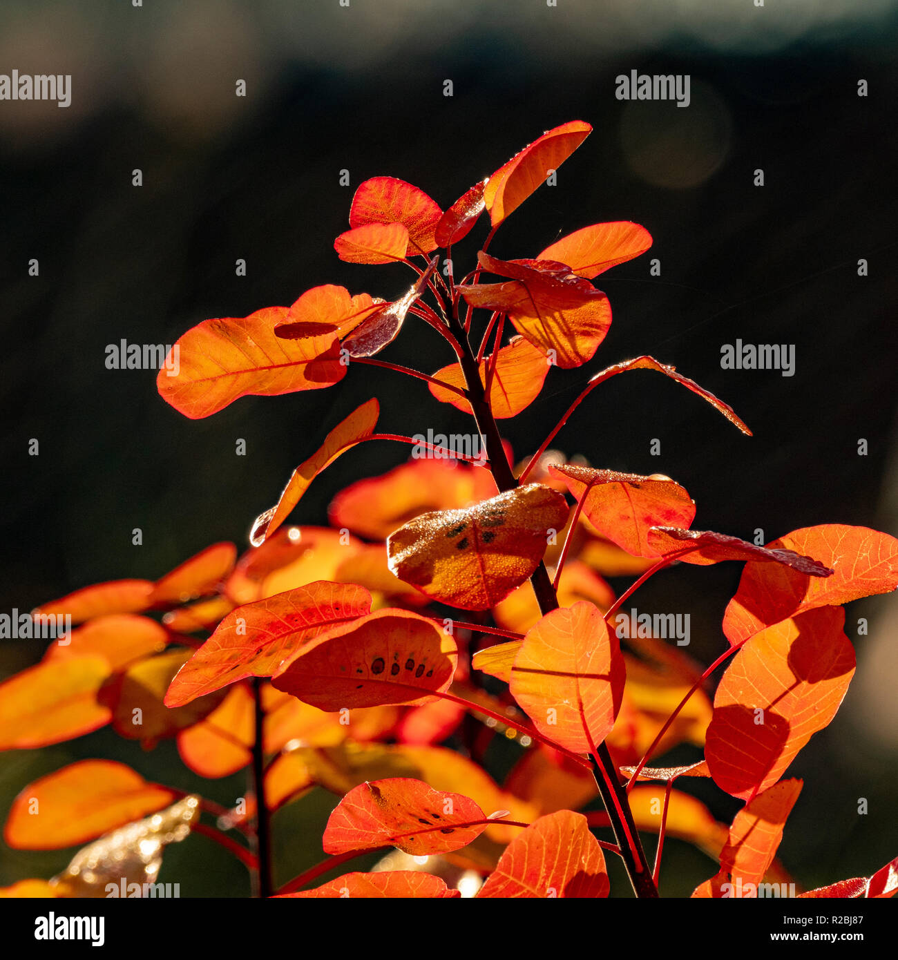 Golden autumn leaves backlit bright hi res stock photography and images