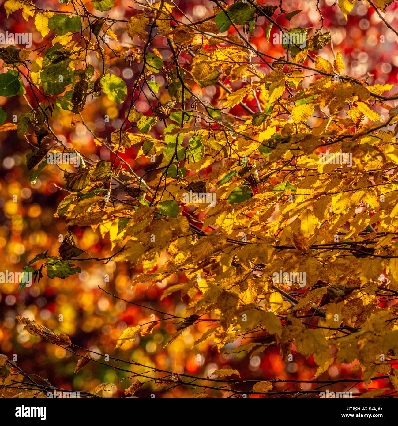 Golden coloured leaves on tree in autumn Stock Photo