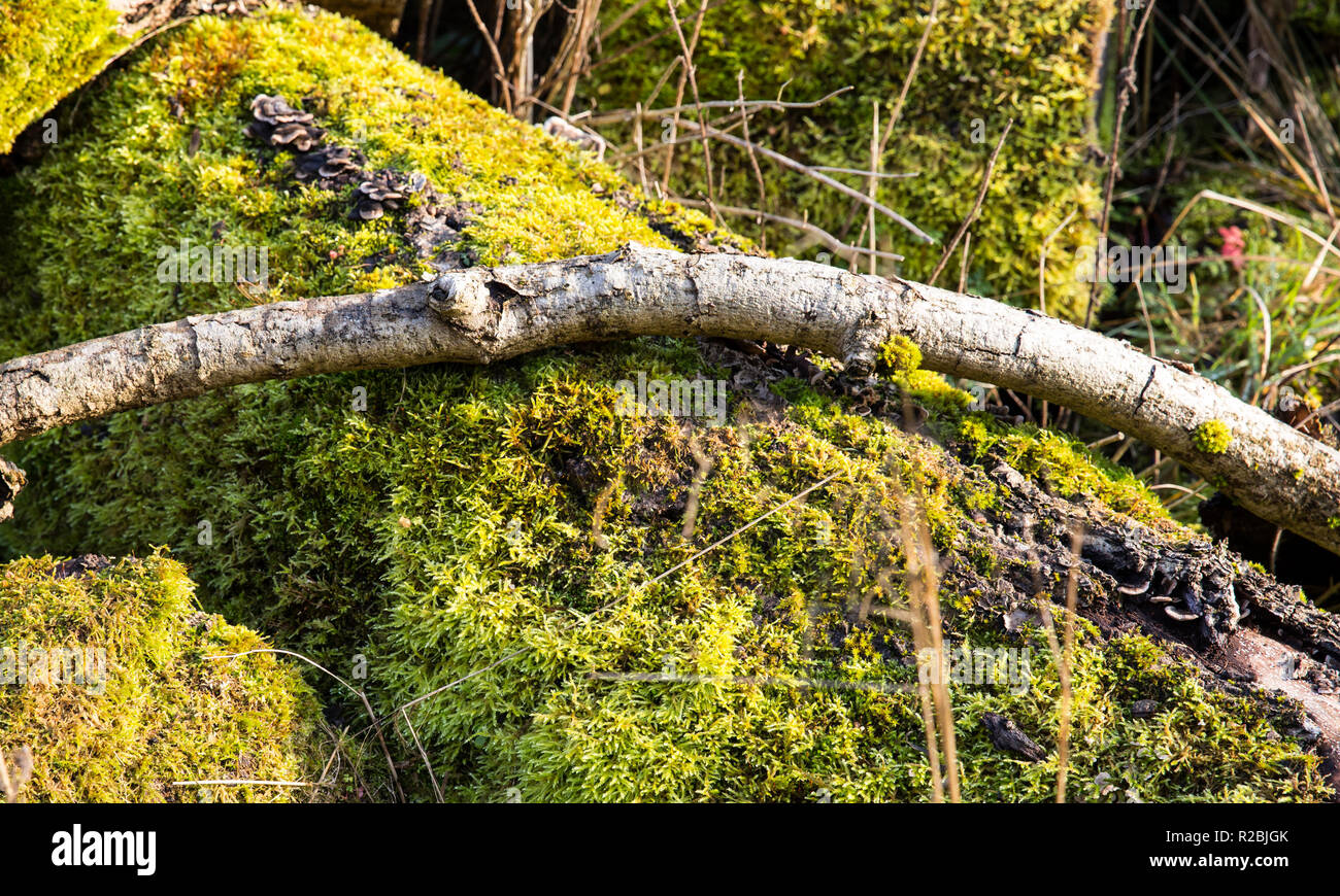 Moss on tree trunk Dovedale Peak District Stock Photo