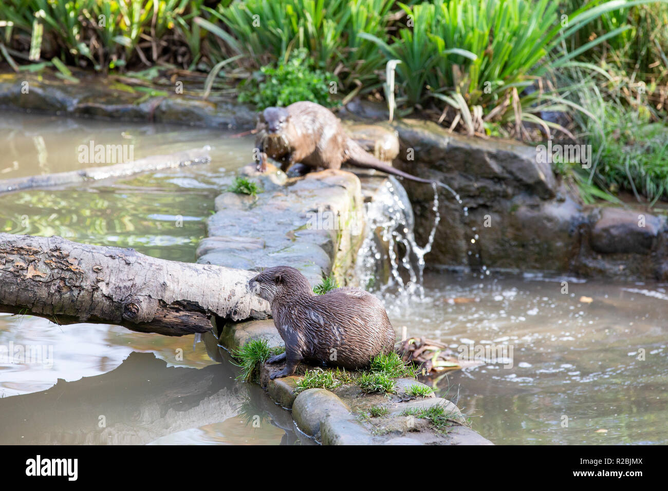 Otters (Asain Short Clawed otter) at WWT Washington Stock Photo