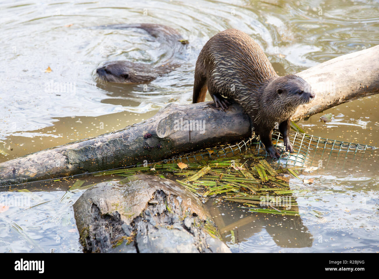 Otters (Asain Short Clawed otter) at WWT Washington Stock Photo