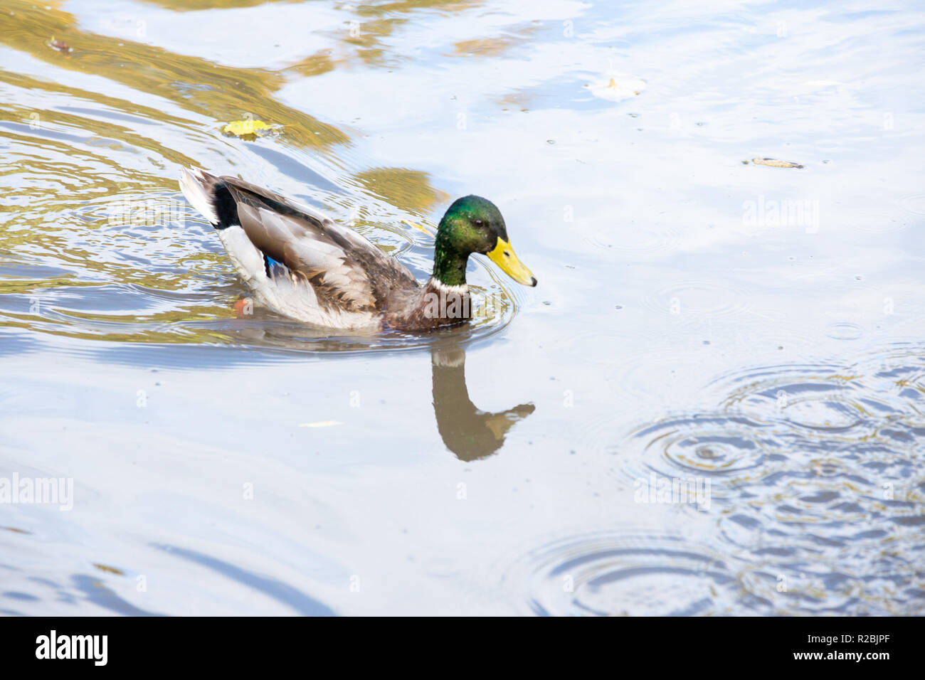 Ducks swimming in water with ripples at WWT Washington Stock Photo