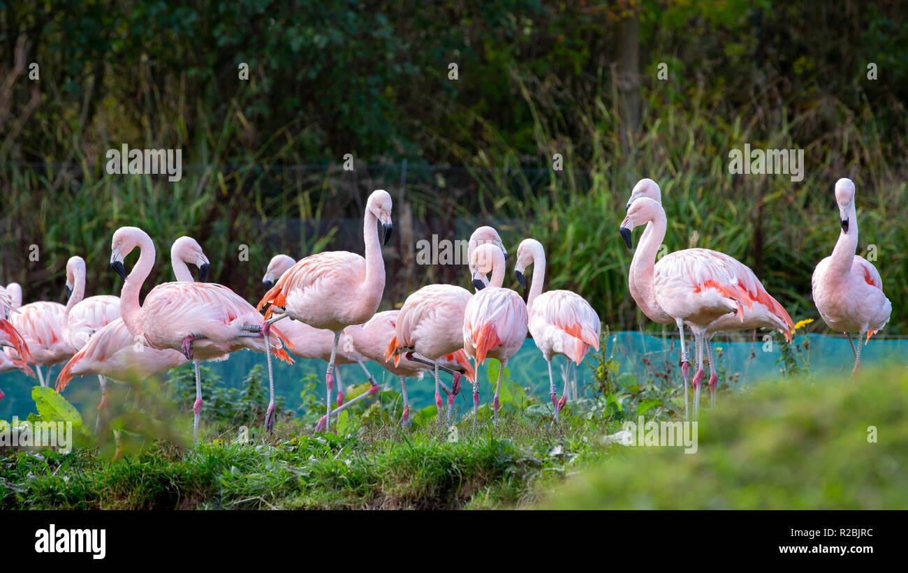 Flock (flamboyance, regiment, colony) of flamingos at WWT Washington Stock Photo