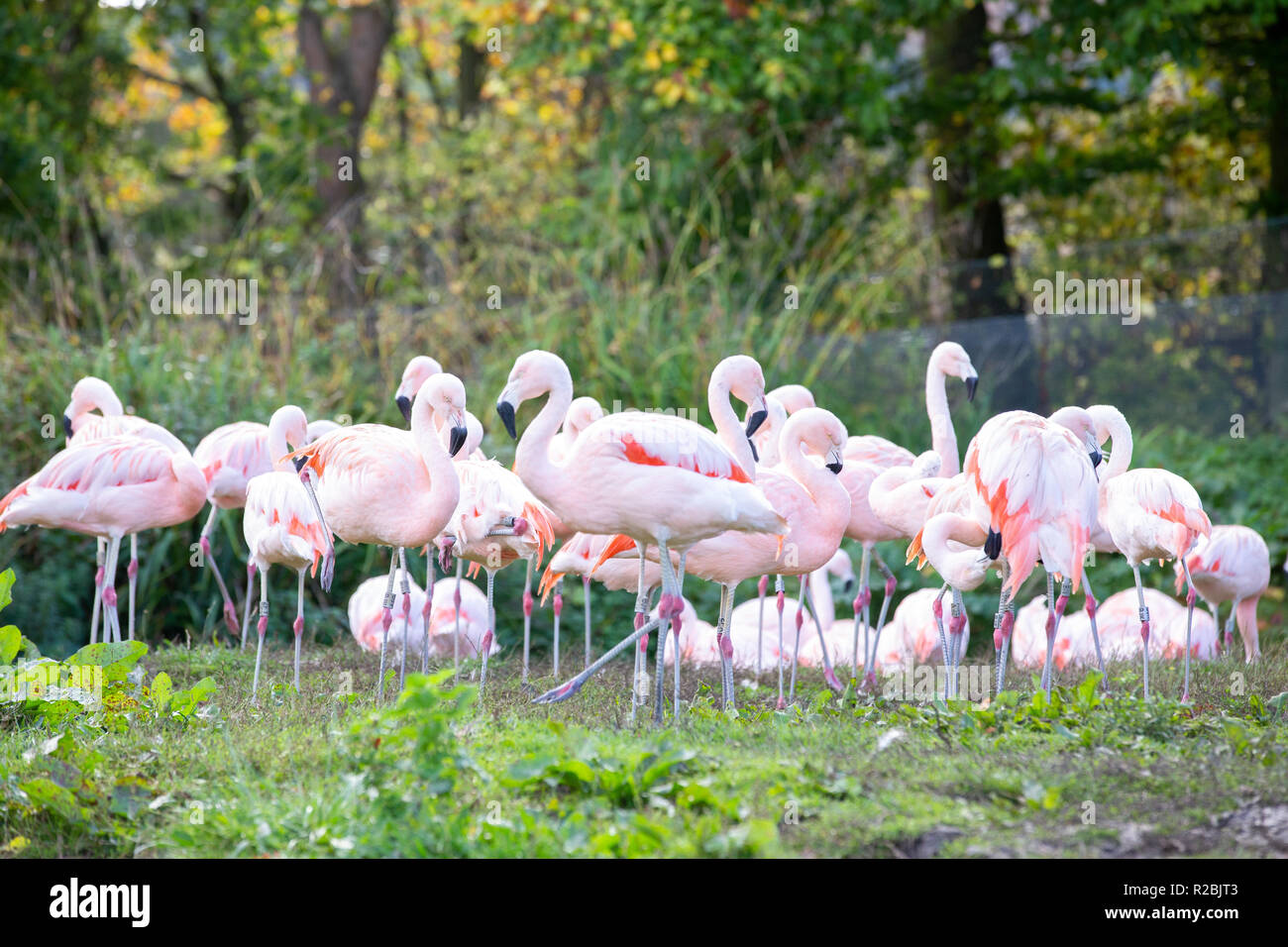 Flock (flamboyance, regiment, colony) of flamingos at WWT Washington Stock Photo