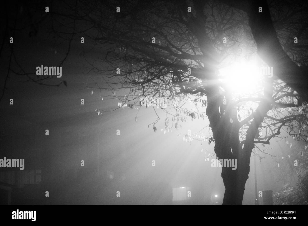Bare trees on a foggy winter night in black and white Stock Photo