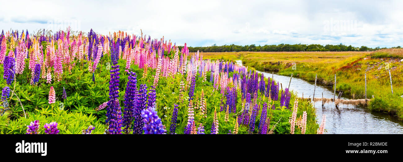View of the blossoming lupines along the river bank in the national park Torres del Paine, Patagonia, Chile Stock Photo